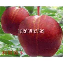 杜梨树成品苗多少钱一棵南方什么季节种植梨