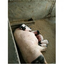 藏香猪养殖场浙江慈溪市周边哪里有藏香猪养