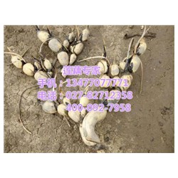 汉川藕御莲藕种植场,赛珍珠新品种,赛珍珠