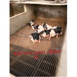 藏香猪养殖场河南济源市周边巴马香猪养殖场