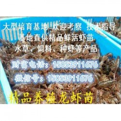 石龙哪里有品种好的虾苗卖—淡水龙虾养殖技