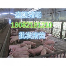 河南梅山母猪厂家价格
