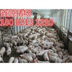 吉林苏太母猪厂家价格