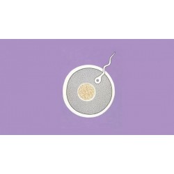 促排卵会加速卵巢衰老？