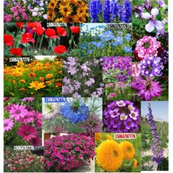 紫花苜蓿草的种植技术-热点新闻